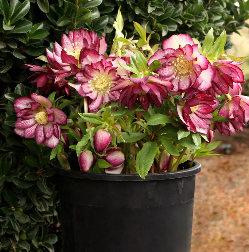 Helleborus 'North Star Garnet Frills'