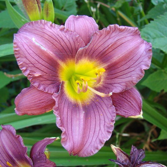 Hemerocallis 'Stella de Oro' Purple Daylily