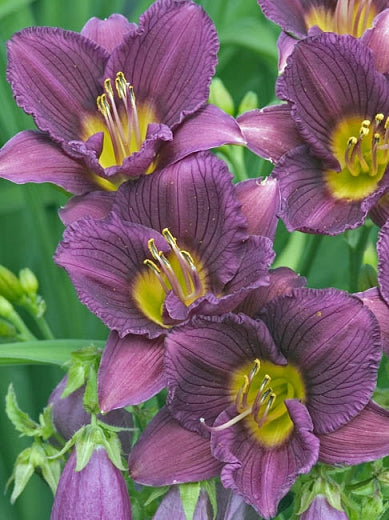 Hemerocallis 'Little Grapette'