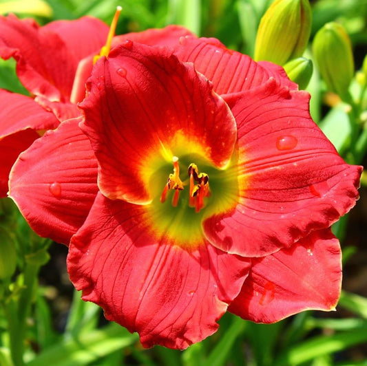 HEMEROCALLIS RED HOT RETURNS DAYLILY