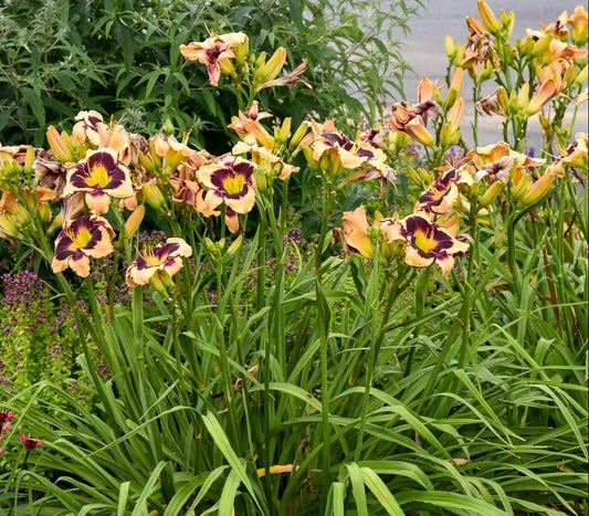 Hemerocallis Twice As Nice 'Daring Deception'