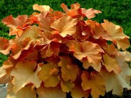 Heuchera villosa 'Caramel'