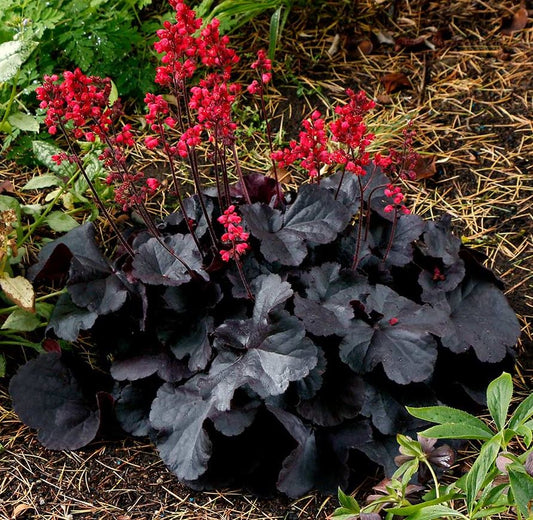 Heuchera 'Black Forest Cake'