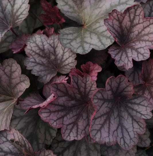 HEUCHERA CARNIVAL ROSE GRANITA