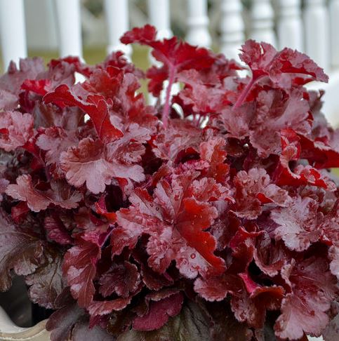 Heuchera 'Cherry Truffles'