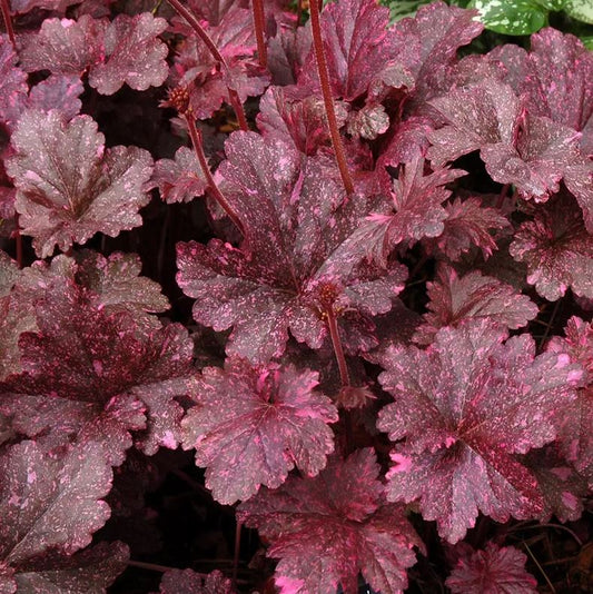 Heuchera 'Midnight Rose'