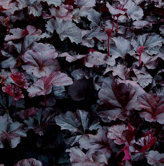 Heuchera 'Obsidian'