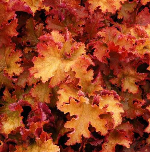 Heuchera 'Zipper'