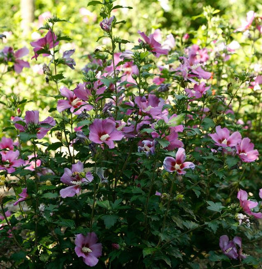 HIBISCUS 'PURPLE SATIN'  G3 18" PW
