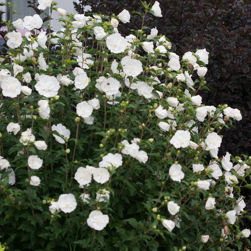 Hibiscus s. 'White Chiffon'