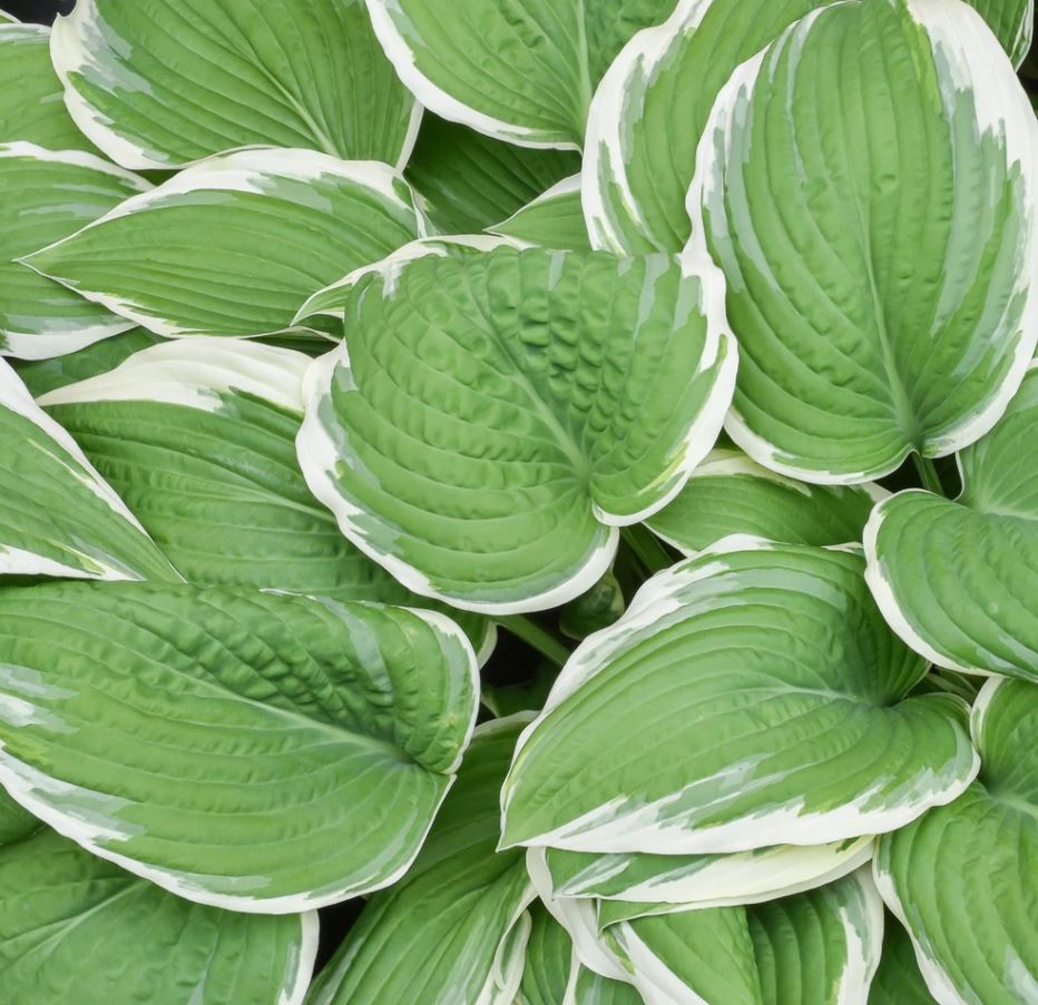 Hosta 'Francee'