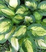 Hosta 'Great Expectations'