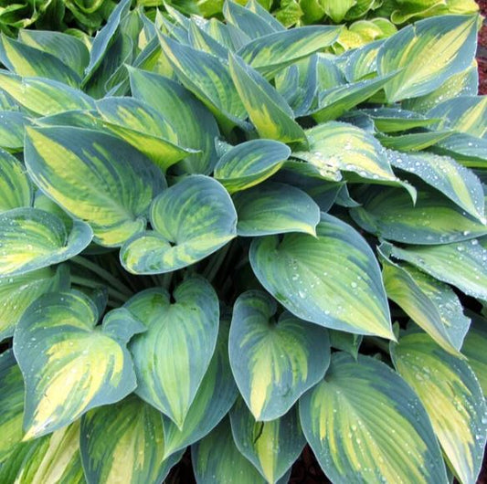 HOSTA JUNE