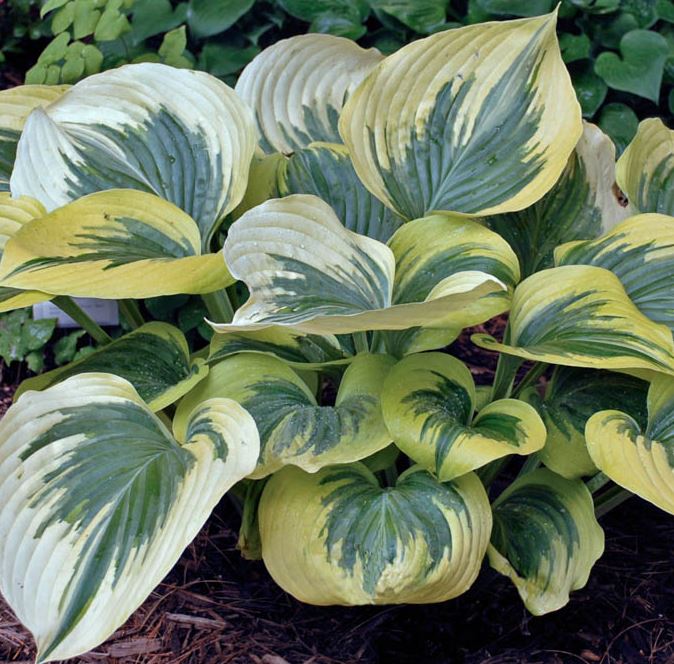 Hosta 'Liberty'