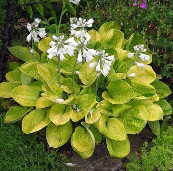 Hosta 'Maui Buttercups'