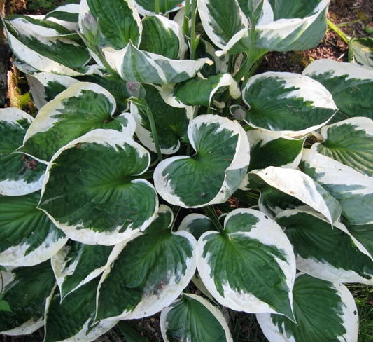 HOSTA MINUTEMAN