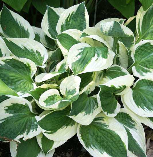 Hosta 'Patriot'