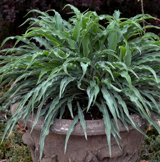 HOSTA SILLY STRING