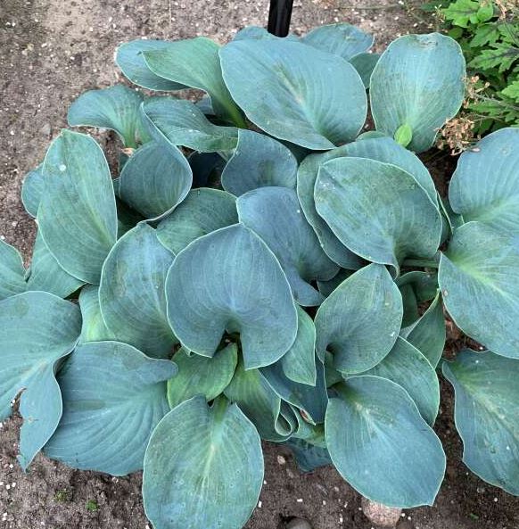 HOSTA SILVER BULLET