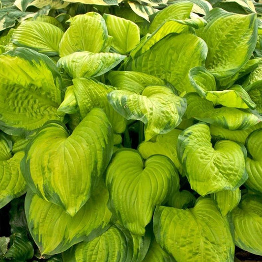 Hosta 'Stained Glass'