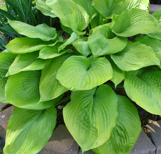 Hosta 'Sum & Substance'