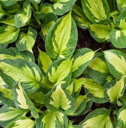 Hosta 'Whirlwind'