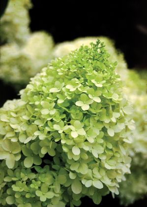 Hydrangea paniculata 'Limelight'