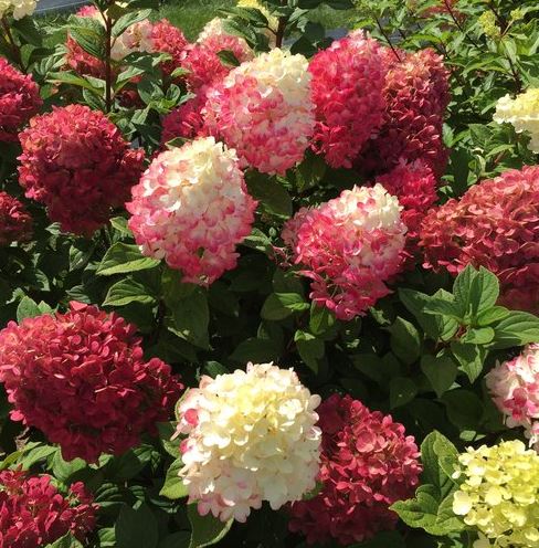 Hydrangea p. 'Little Lime Punch'