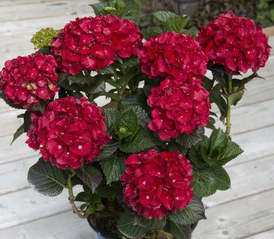 Hydrangea macr 'Cherry-Go-Round™'