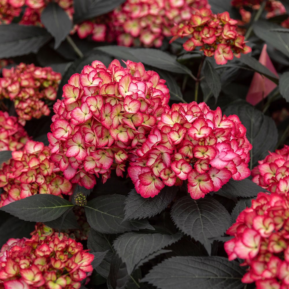 Hydrangea 'Frill Ride™'