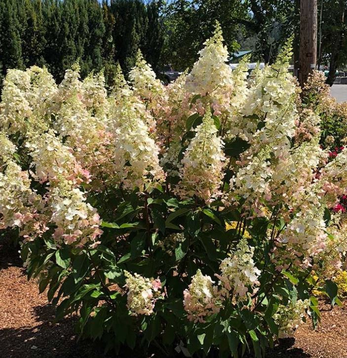 Hydrangea p. 'Candelabra'