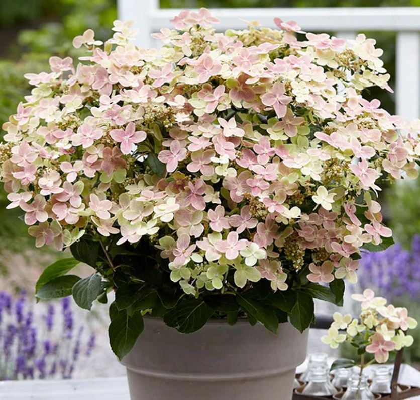 HYDRANGEA EARLY EVOLUTION