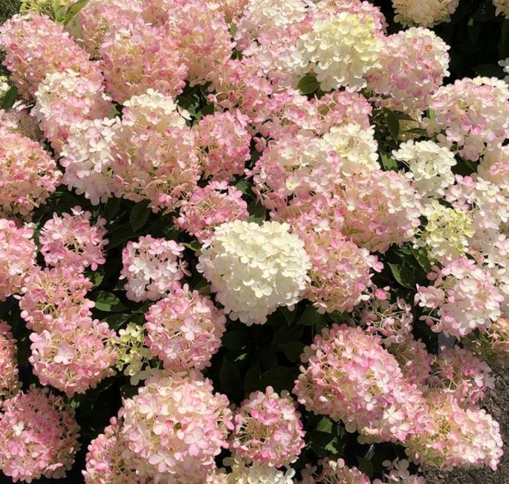 Hydrangea paniculata 'Fire Light Tidbit®'