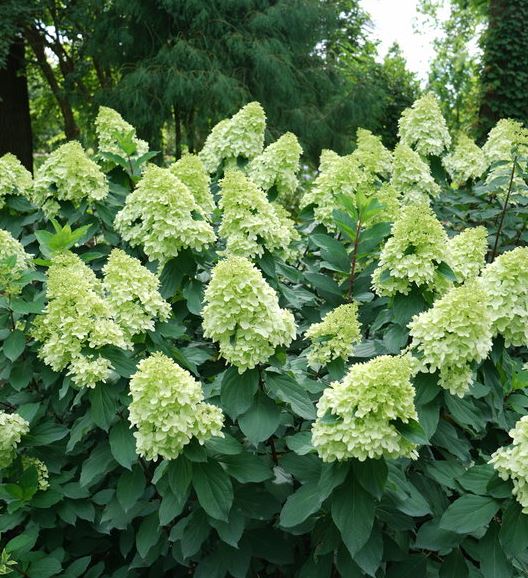 Hydrangea p 'Limelight Prime'®