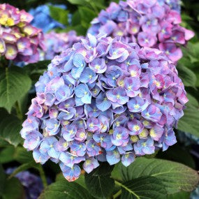 Hydrangea macrophylla 'Purple Passion'