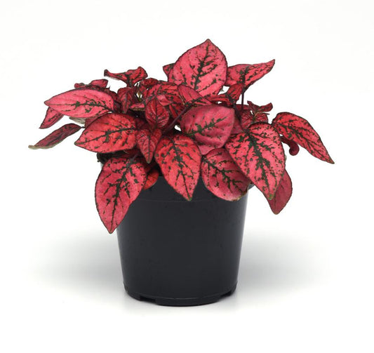 HYPOESTES SPLASH SELECT RED