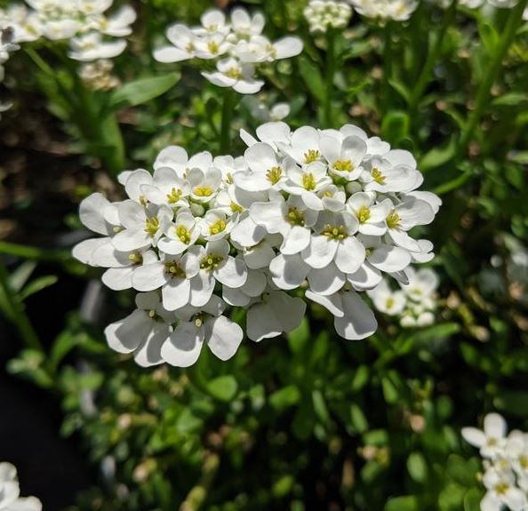 Iberis s. 'Alexander's White'