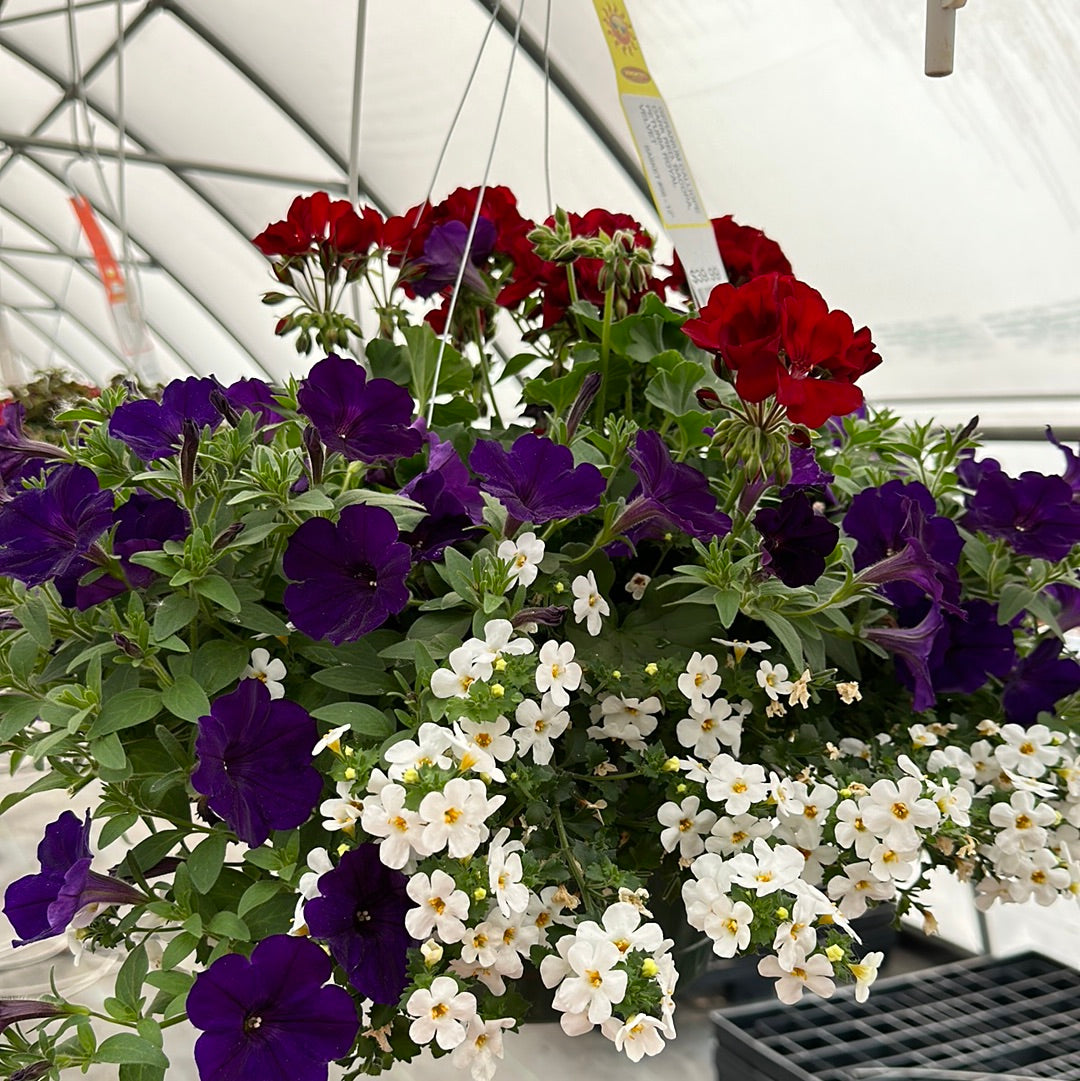 BASKET #56 - 12" HANGING BASKET