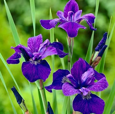 Iris siberica 'Caesar's Brother'