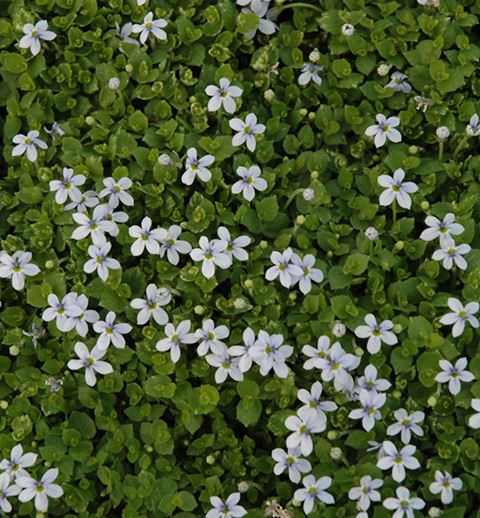 Isotoma fluviatilis