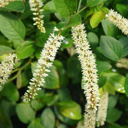 Itea virginica ' Scentlandia® PW