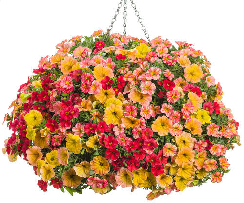 COMBO JOY - 12" HANGING BASKET