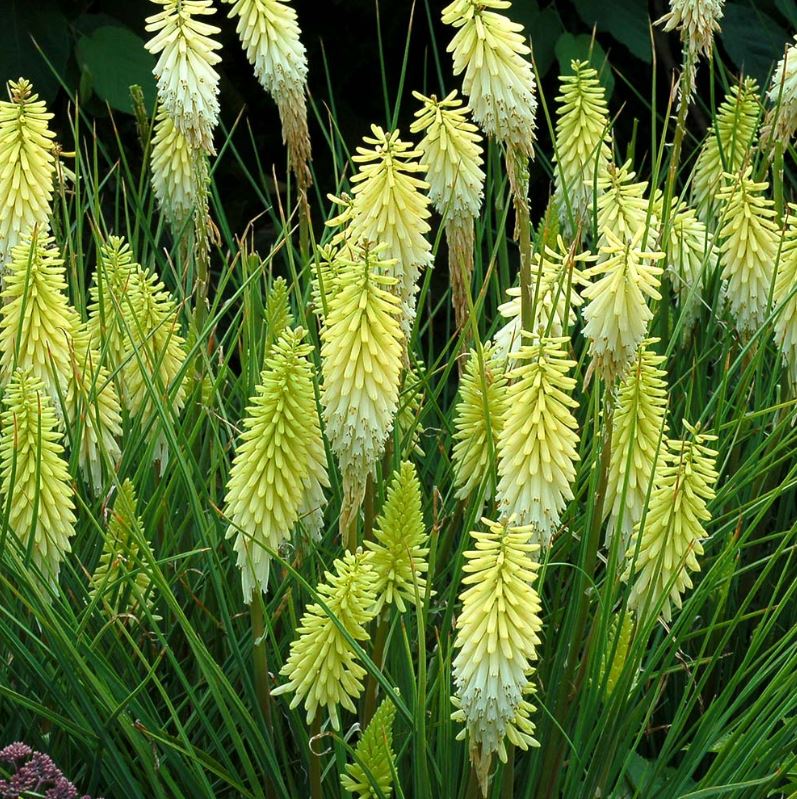 Kniphofia 'Pineapple Popsicle'