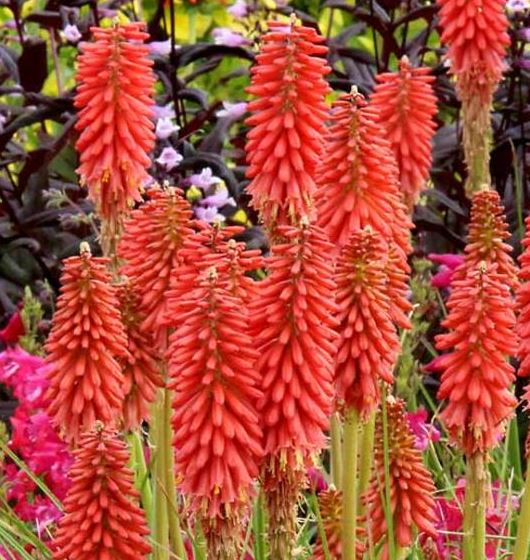 KNIPHOFIA 'REDHOT POPSICLE'