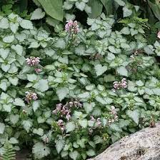 Lamium 'Pink Pewter'