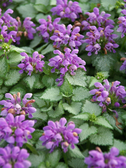 Lamium 'Orchid Frost'