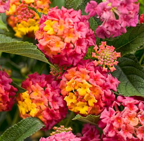 LANTANA LUSCIOUS BERRY BLEND