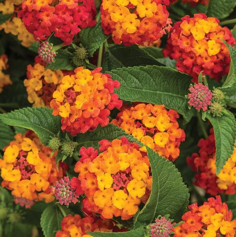 LANTANA LUSCIOUS CITRUS BLEND