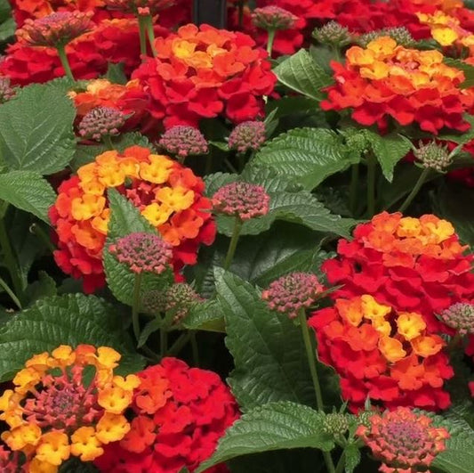 LANTANA SHAMROCK RED