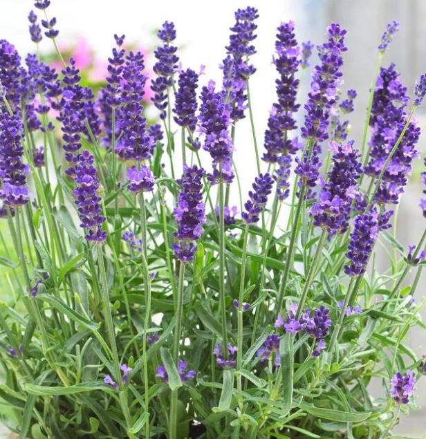 Lavandula 'Hidcote Blue'